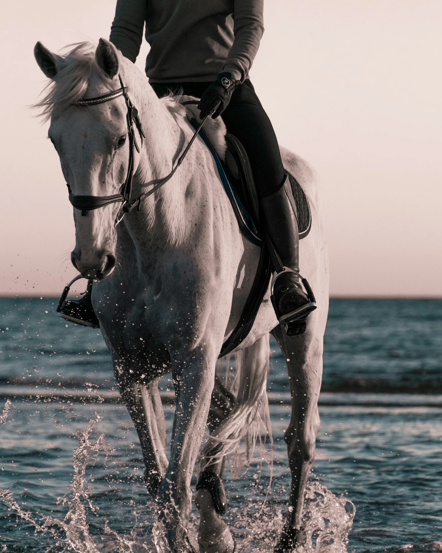 Cheval gris monté au bord de la mer — photographie de Filip Eliasson
